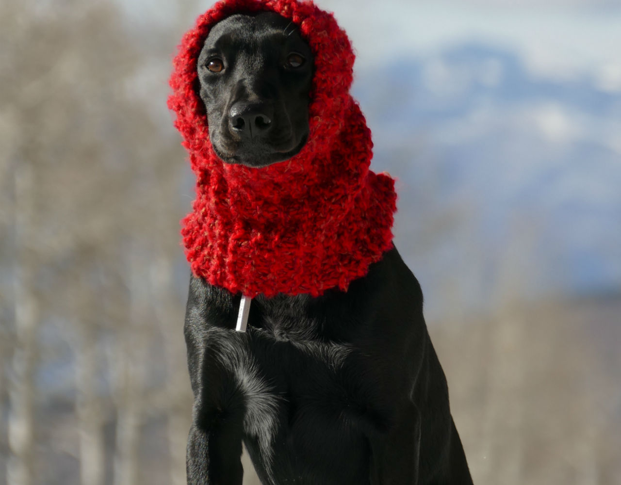Κρυώνει ο σκύλος σου αρκετά ώστε να τον ντύσεις;