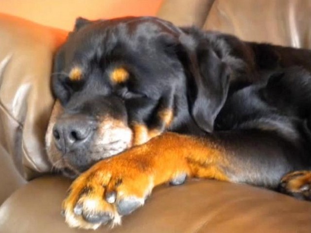 Το πασχαλινό παζάρι του ΣΠΑΖ είναι αυτό το Σ/Κ