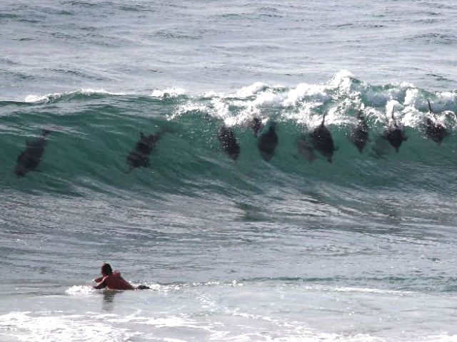 Ξεκίνησε το ετήσιο κυνήγι δελφινιών στο Μεγάλο Καβούρι Βουλιαγμένης