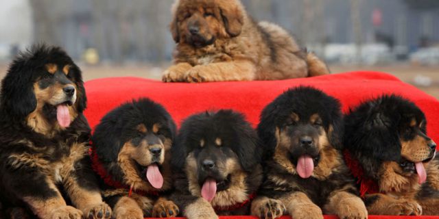 Ξέρεις ποιες είναι οι 10 πιο ακριβές ράτσες σκύλων στο κόσμο για το 2018;