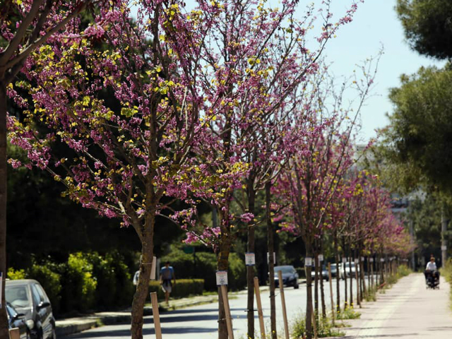 Άνθισαν οι κουτσουπιές στο Γκολφ της Γλυφάδας
