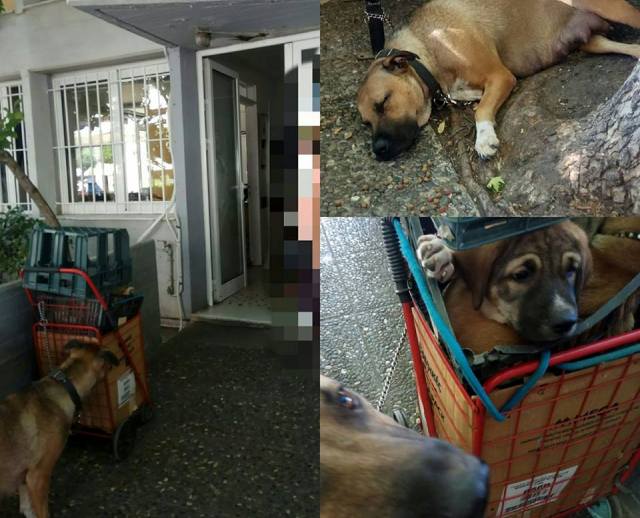 Κακοποίηση σκύλου και κουταβιών στη Γλυφάδα