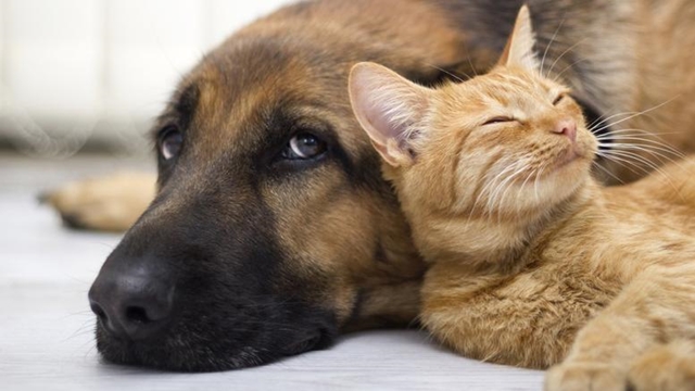 Καύσωνας και ζώα: Πώς θα προστατεύσουμε τον σκύλο ή τη γάτα μας από τη θερμοπληξία