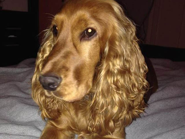 Ας βρούμε τον Ρόβερ