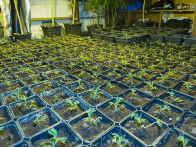 «Δάση» από κάνναβη σε βίλες της Νοτιοανατολικής Αττικής