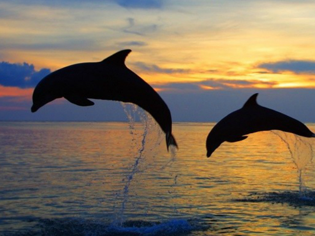 Δελφίνια έκαναν βόλτες στο Καβούρι