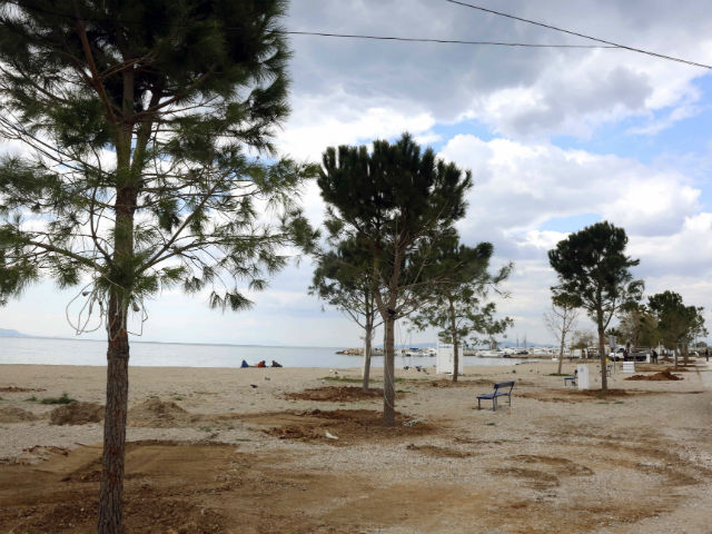 Δεντροφύτευση στις παραλίες της Γλυφάδας