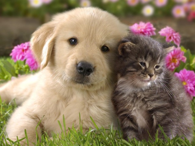 Δωρεάν στειρώσεις αδέσποτων από τον Δήμο Γλυφάδας