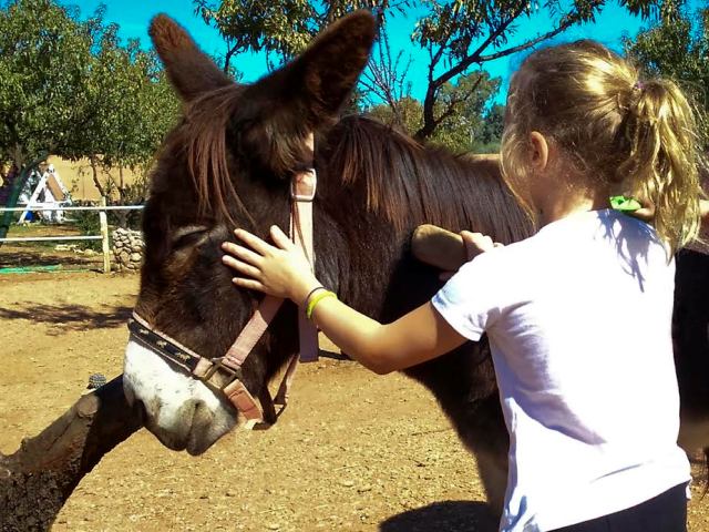 «Γαϊδουροχώρα», το Ελληνικό Κέντρο για το γαϊδουράκι