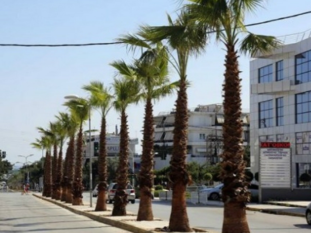 Γλυφάδα: συνεχίζονται οι δενδροφυτεύσεις