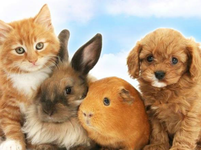 Η Παγκόσμια Ημέρα των Ζώων δεν είναι γιορτή