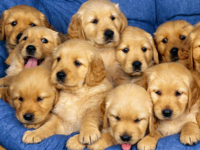 Ημέρα Υιοθεσίας Ζώων στο Πάρκο Φλοίσβου