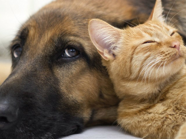 Κάνε ένα πράγμα για την Παγκόσμια Ημέρα των Ζώων