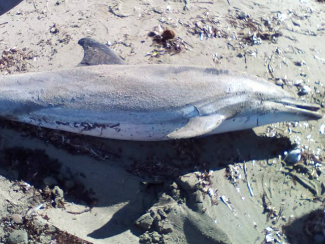 Λαγονήσι: βρέθηκε νεκρό δελφίνι