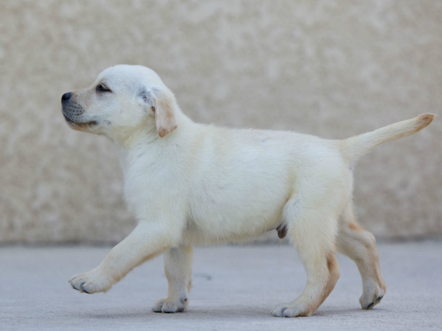 Νέο κουτάβι στο σπίτι: το τέλος μίας εργένικης ζωής