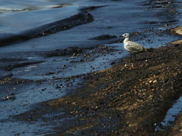 Nou-Pou Ρεπορτάζ: Η επόμενη ημέρα της καταστροφής στο Σαρωνικό