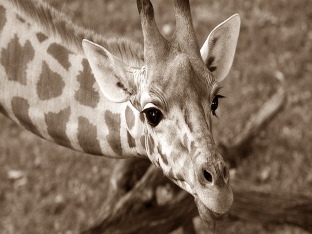 Ο πρώτος ζωολογικός κήπος της Ελλάδας ήταν στο Φάληρο