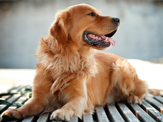 Οι 10 καλύτερες ράτσες σκύλου για πρωτάρηδες