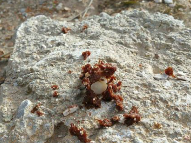 Οι φόλες στον Υμηττό περιείχαν υδροκυάνιο