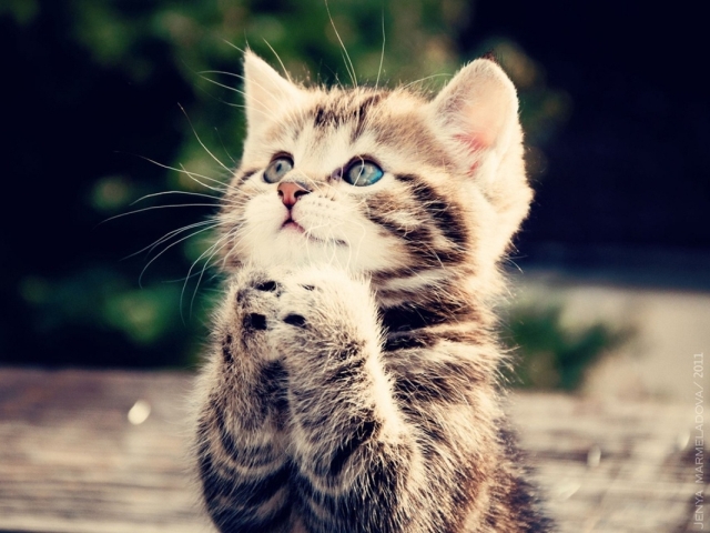 Οι «Γάτες Φλοίσβου» ζητούν τη βοήθειά σου