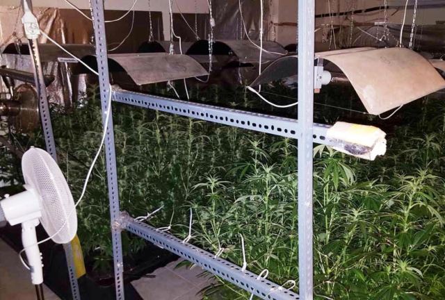 Παλαιό Φάληρο: Συλλήψεις για καλλιέργεια κάνναβης