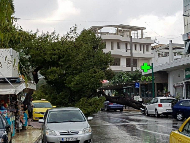 Πεύκο έπεσε έξω από το Ασκληπιείο Βούλας