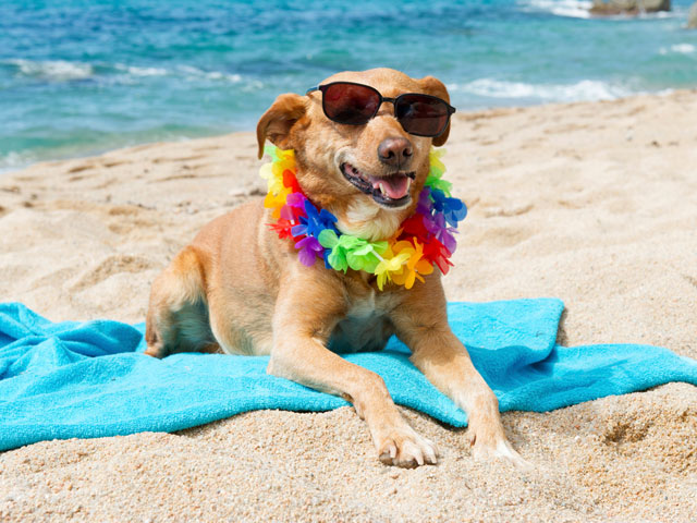 Τα καλύτερα tips για την παραλία παρέα με τον σκύλο σου