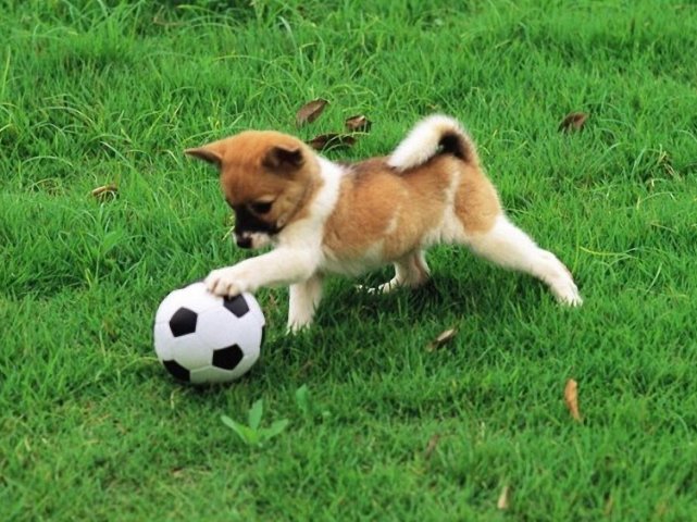 Τα σκυλάκια έχουν και δεύτερο πάρκο στον Άλιμο