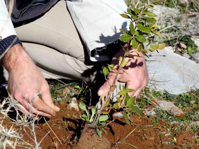 Την Κυριακή δεντροφυτεύουμε τον Υμηττό