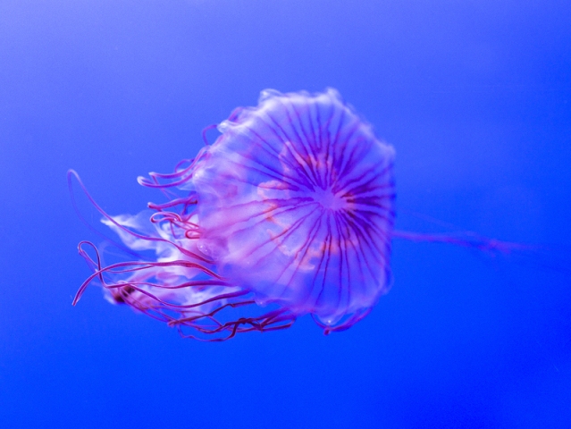 Τσούχτρες σε παραλίες των Νοτίων