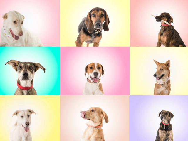 Χριστουγεννιάτικο Παζάρι του Συλλόγου Προστασίας Αδέσποτων Ζώων (ΣΠΑΖ)