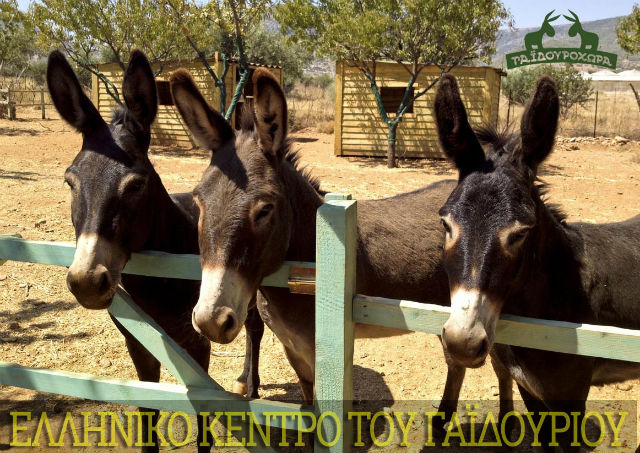 Ελληνικό Κέντρο για το Γαϊδούρι: μουσική Παρασκευή σε ρεμπέτικα μονοπάτια
