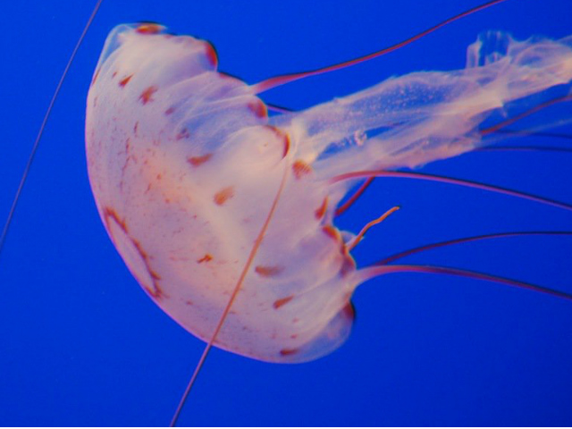 Σε ποιες νότιες παραλίες έχουν εμφανιστεί τσούχτρες