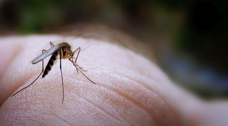 Ηλιούπολη: ανησυχία προκαλούν τα κρούσματα από τον Ιό του Δυτικού Νείλου