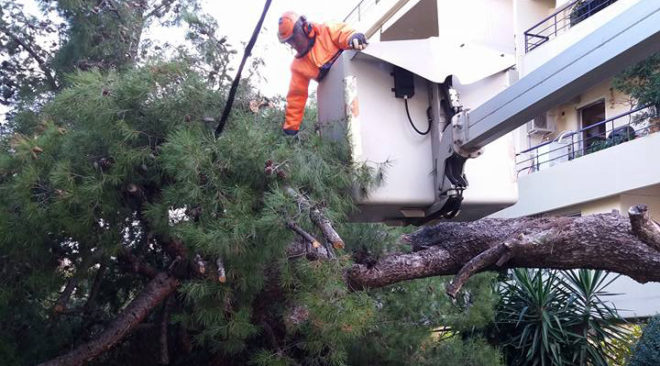 Έπεσε πεύκο στη Βουλιαγμένη