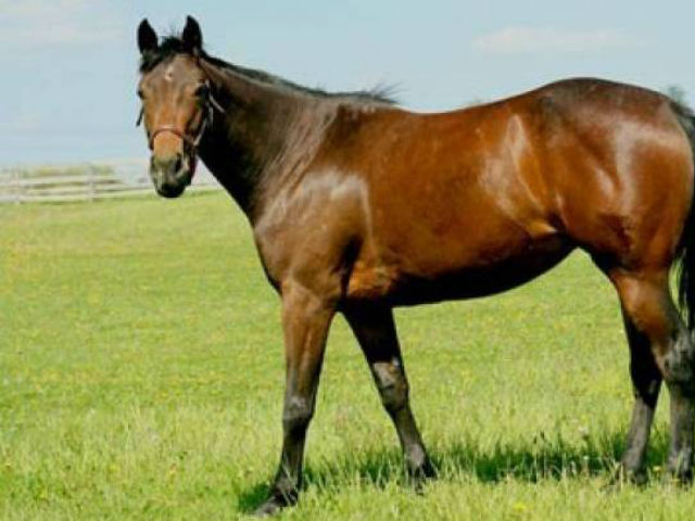 Βρέθηκε πτώμα αλόγου στη Βάρη