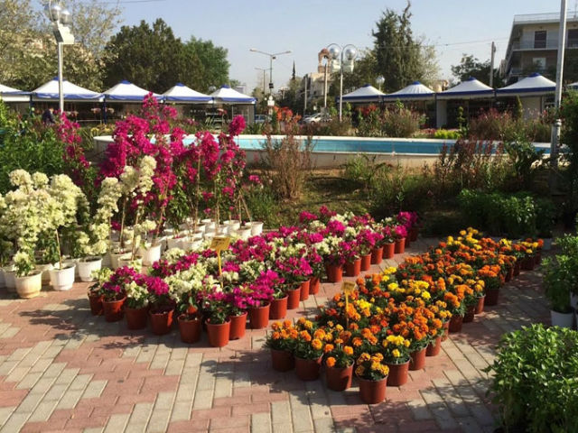 Συνεχίζεται μέχρι τις 4/11 η Γιορτή των Λουλουδιών στην Ηλιούπολη