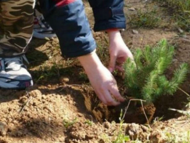 Την Κυριακή (16/12) η 2η εθελοντική αναδάσωση στον Υμηττό