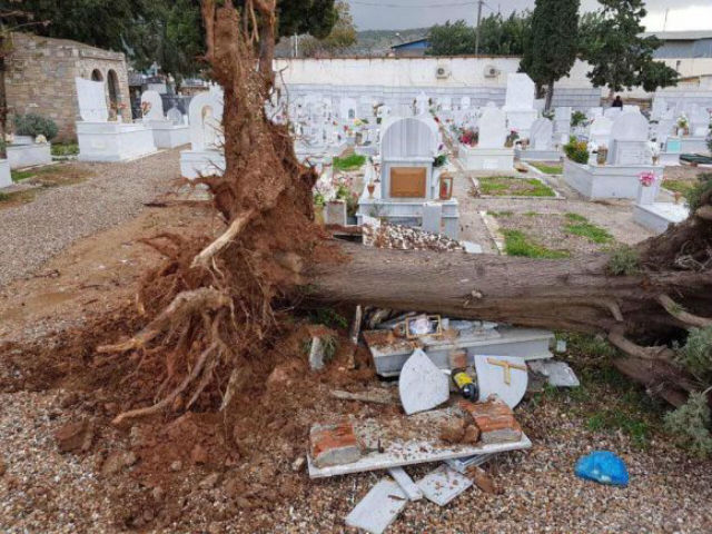 Έπεσε δέντρο στο κοιμητήριο της Βάρης