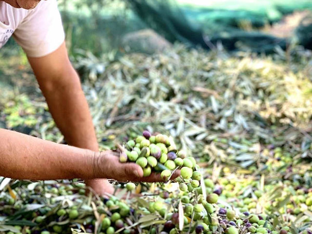 Στο δήμο Γλυφάδας μαζεύουν ελιές από κοινόχρηστους χώρους για καλό σκοπό