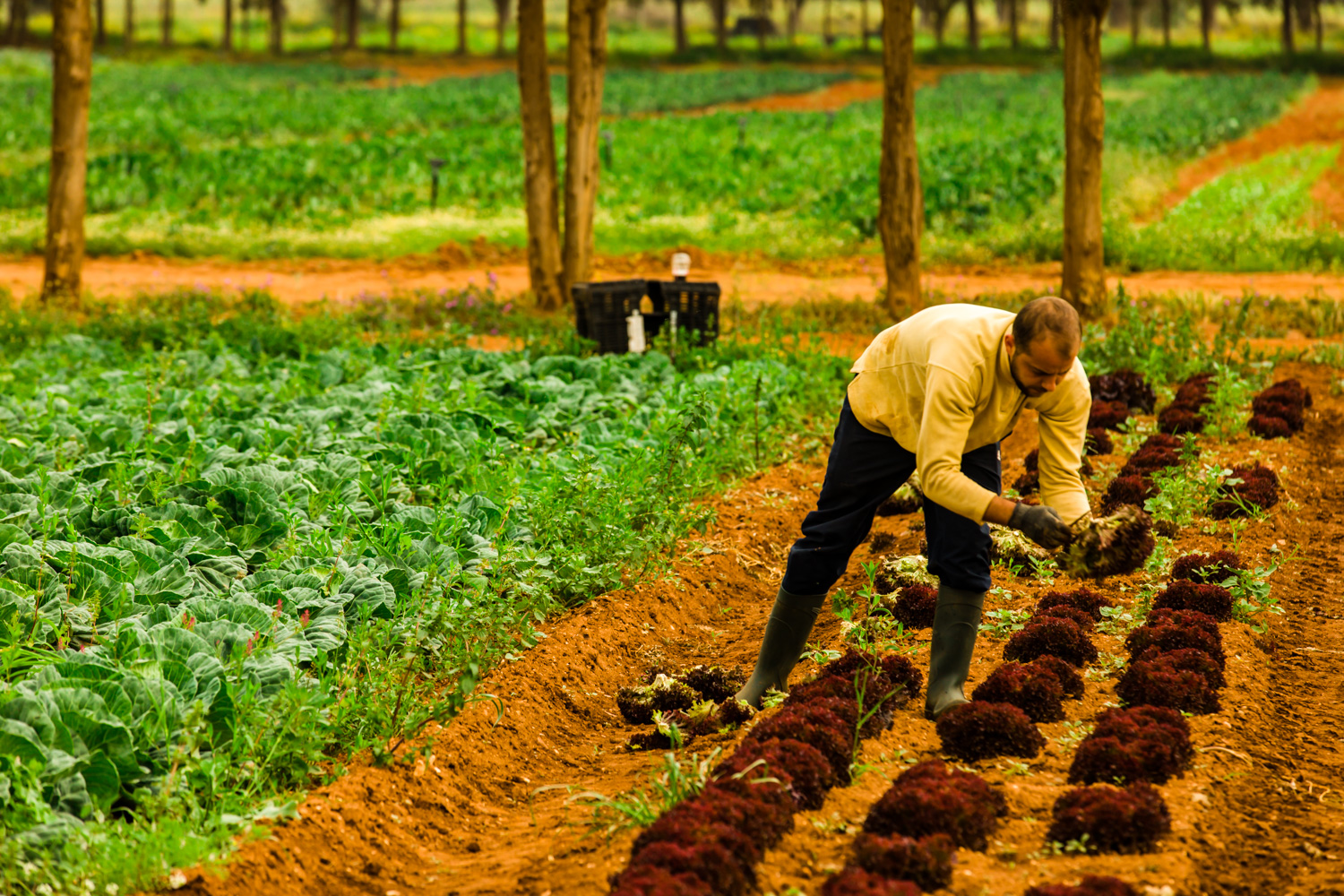 «Γη μας»: Ένα επισκέψιμο βιολογικό αγρόκτημα με μεγάλη ιστορία, μια ανάσα από την Αθήνα