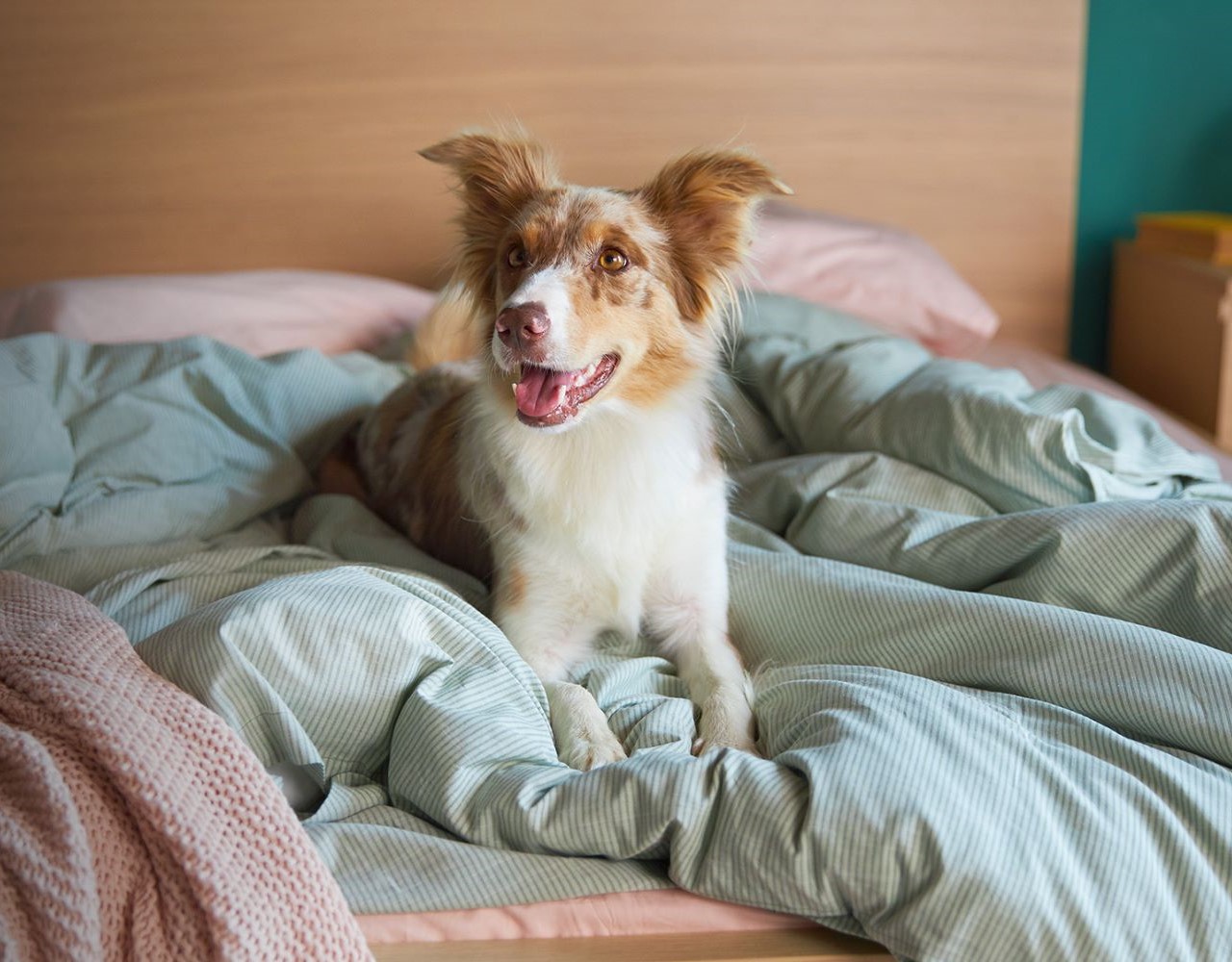 Η Karma, το σκυλάκι από τη διαφήμιση της IKEA, ψάχνει ένα σπίτι για τους φίλους της