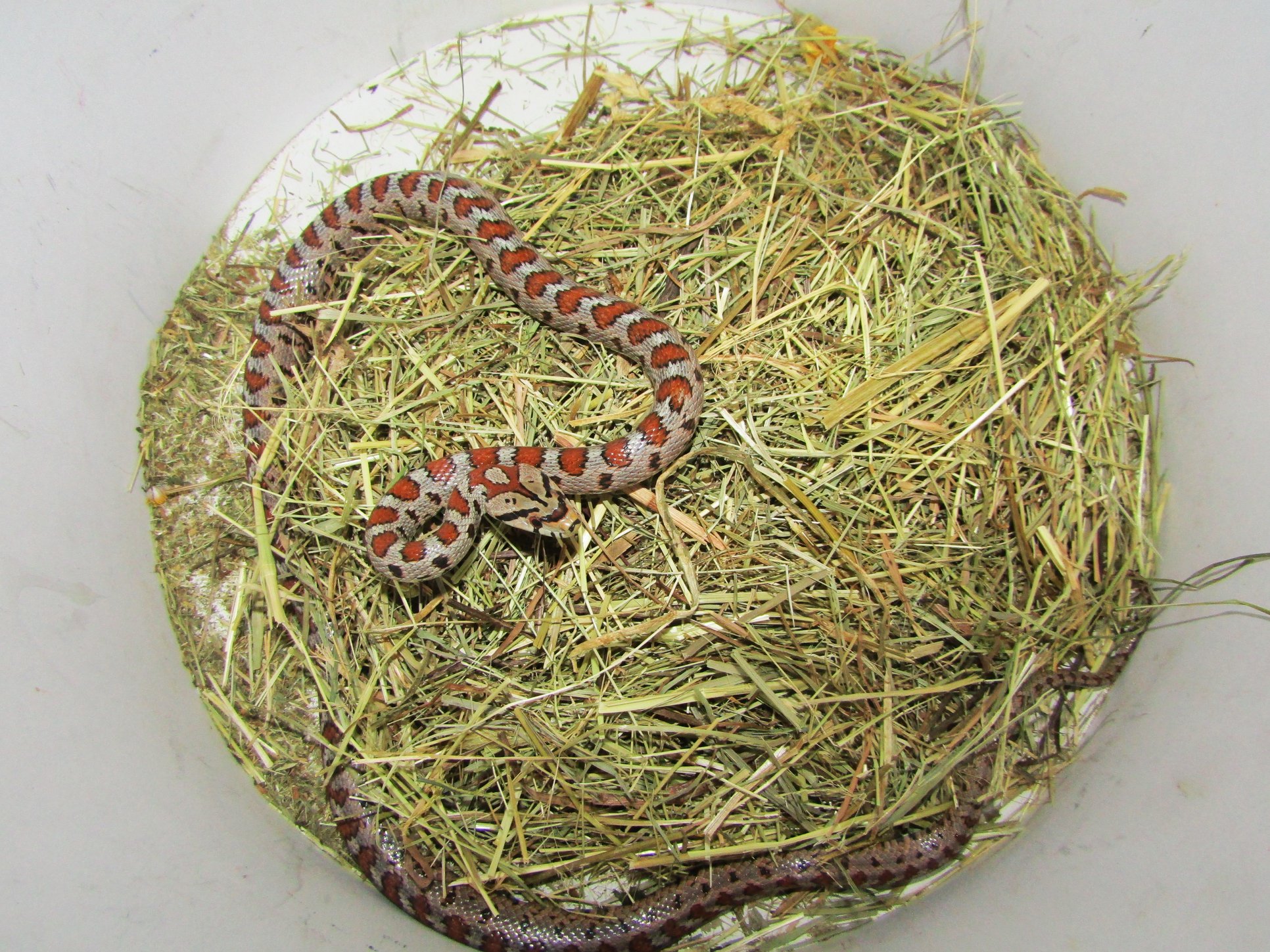 Είναι οχιά ή κάποιο ακίνδυνο φίδι; Οι οδηγίες της ΑΝΙΜΑ για να το ξεχωρίσουμε