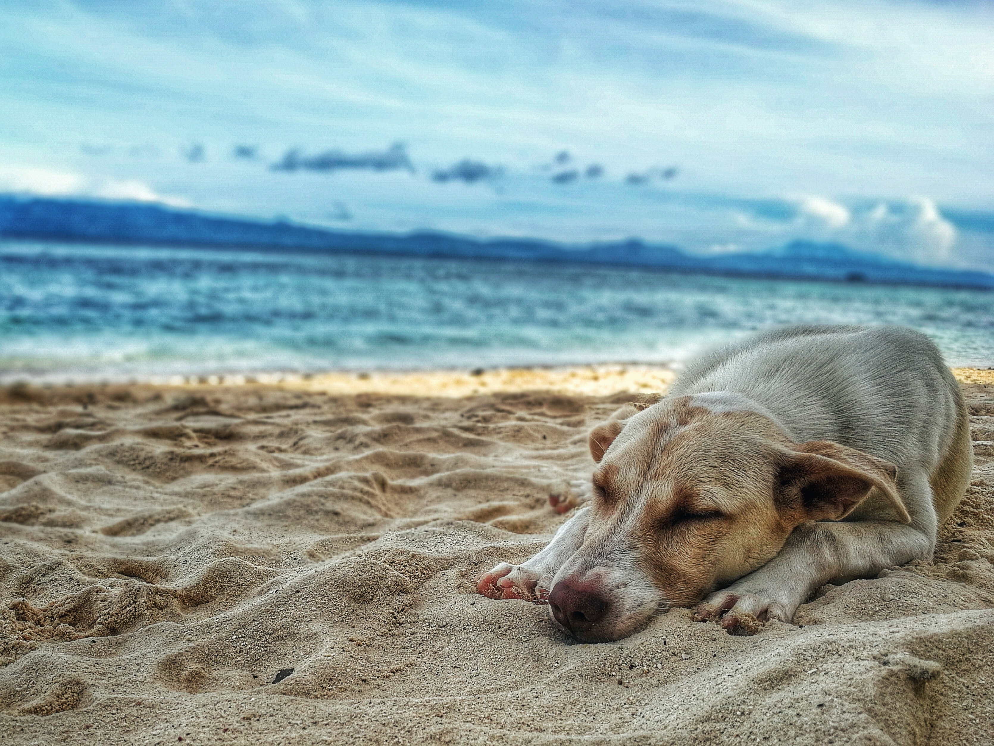Ο δεκάλογος ορθής συμπεριφοράς για να έχεις τον σκύλο σου μαζί σου στην παραλία