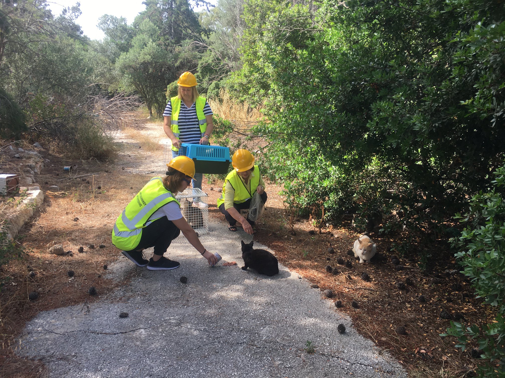 Ελληνικό: Ξεκίνησε η απομάκρυνση των αδέσποτων ζώων από τον χώρο του πρώην αεροδρομίου