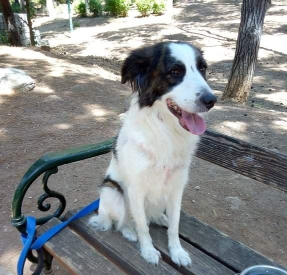 Η συγκινητική ιστορία του θηλυκού “Χάτσικο” της Αθήνας: Σκοτώθηκε ο ιδιοκτήτης της και αναζητεί μια αγκαλιά