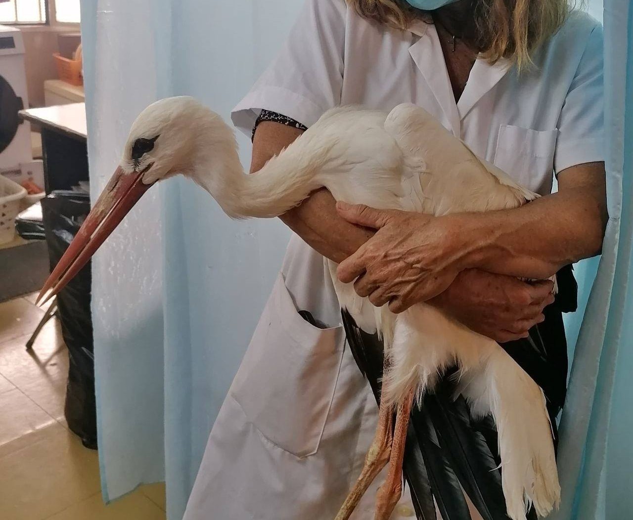 Τον πελαργό που περιφερόταν σε Βούλα-Βουλιαγμένη έπιασε ο σύλλογος προστασίας άγριας ζωής ANIMA