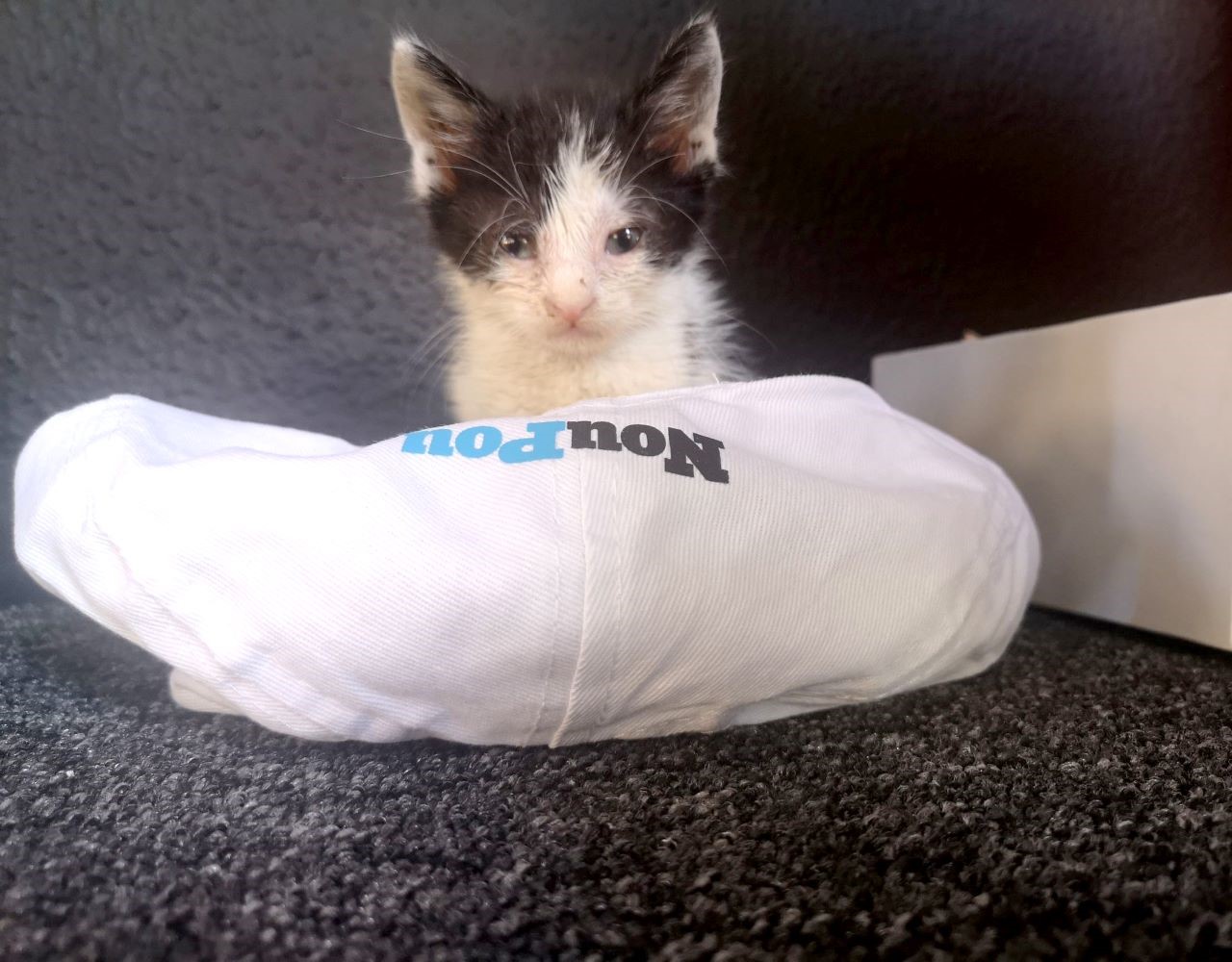 Η ιστορία του Σιλβέστερ (και μερικές χρήσιμες συμβουλές για την περίπτωση που βρεθεί στο δρόμο σου ένα νεογέννητο γατάκι)