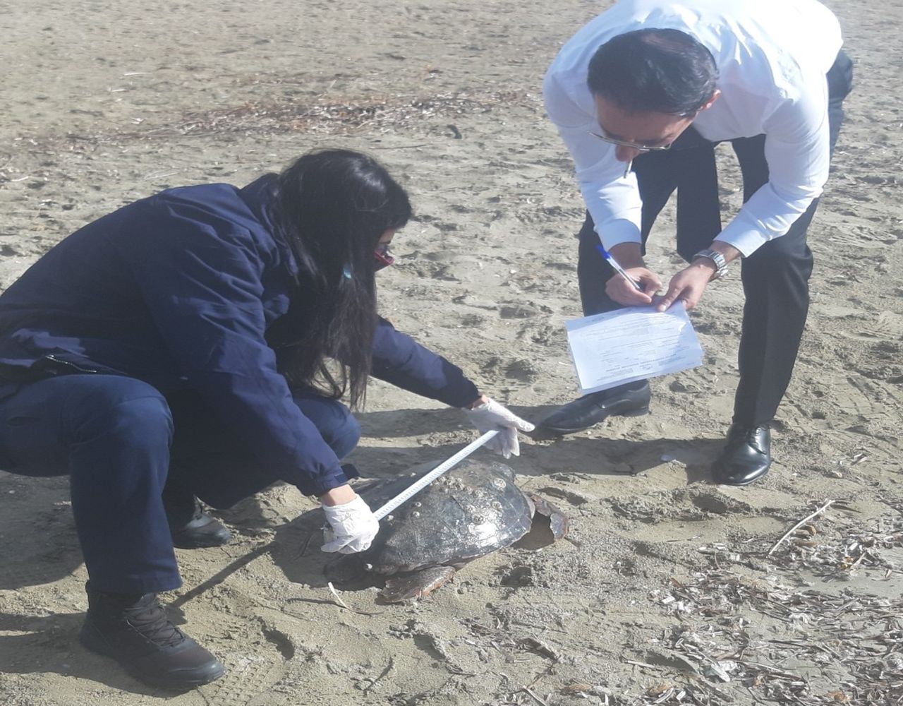 Νεκρή θαλάσσια χελώνα βρέθηκε στη Βούλα – Τι πρέπει να κάνεις αν βρεις μια τραυματισμένη ή νεκρή