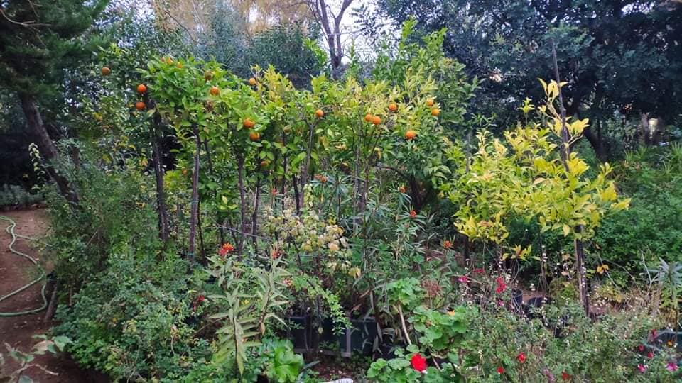 Νέο φυτώριο στο δήμο ελληνικού- αργυρούπολης